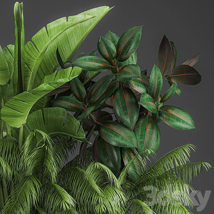 Collection of plants exotic thickets in a pot with strelitzia palm bushes ficus home garden. 1057. 3DS Max - thumbnail 2