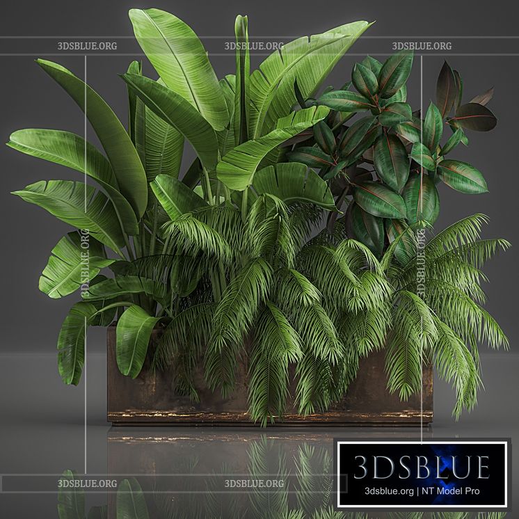 Collection of plants exotic thickets in a pot with strelitzia palm bushes ficus home garden. 1057. 3DS Max - thumbnail 3