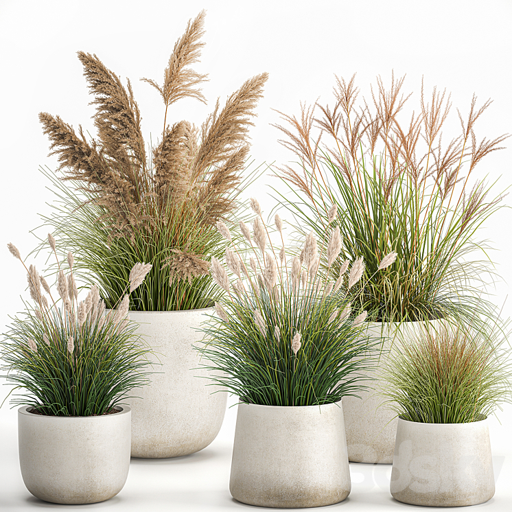 Collection of plants for landscape design in pots with reeds flowerpot pampas grass bushes. Set 1094. 3DS Max Model - thumbnail 1