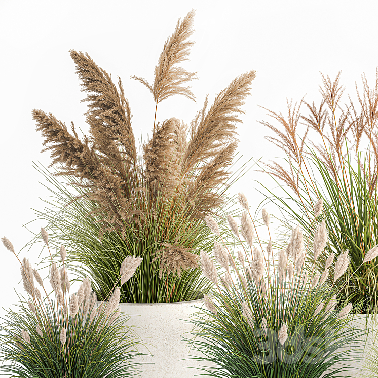 Collection of plants for landscape design in pots with reeds flowerpot pampas grass bushes. Set 1094. 3DS Max Model - thumbnail 2