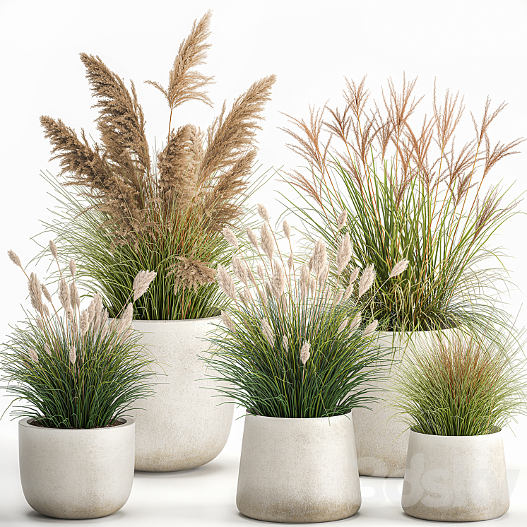 Collection of plants for landscape design in pots with reeds flowerpot pampas grass bushes. Set 1094. 3DS Max - thumbnail 1