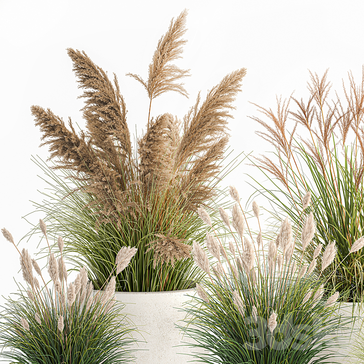 Collection of plants for landscape design in pots with reeds flowerpot pampas grass bushes. Set 1094. 3DS Max - thumbnail 2