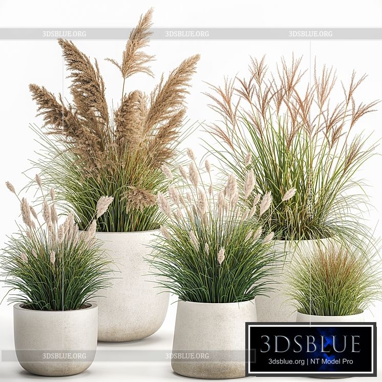 Collection of plants for landscape design in pots with reeds flowerpot pampas grass bushes. Set 1094. 3DS Max - thumbnail 3