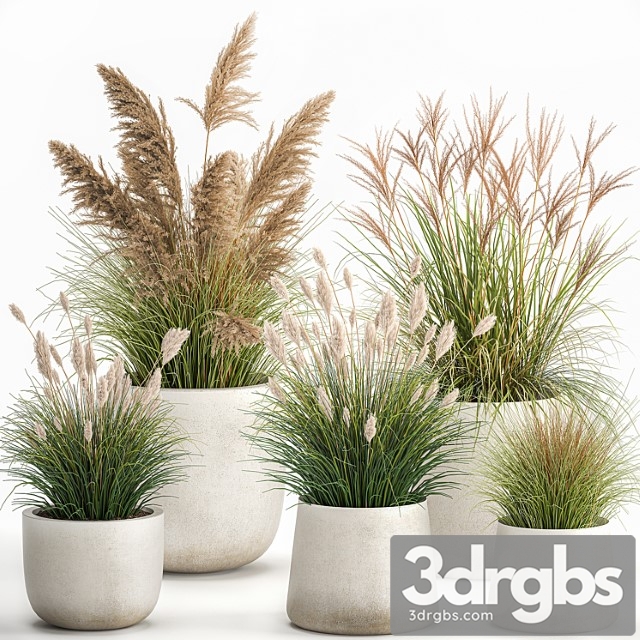 Collection of plants for landscape design in pots with reeds, flowerpot, pampas grass, bushes. set 1094. - thumbnail 1