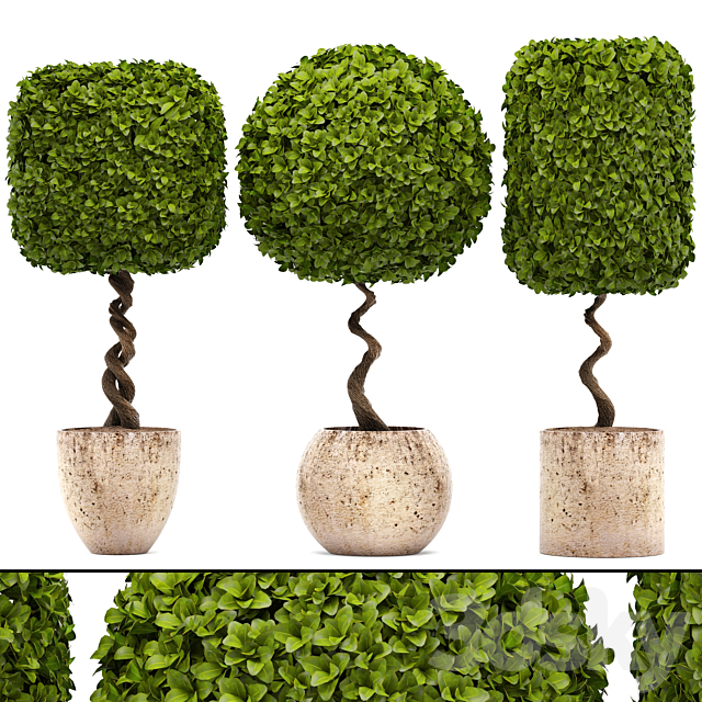 Collection of plants.  garden trees landscaping flowerpot pot boxwood topiary topiary 3ds Max - thumbnail 1