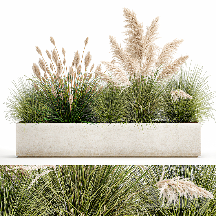Collection of plants in a pot Pampas grass reeds bushes landscape design white flowerbed. Set 1077 3DS Max Model - thumbnail 1