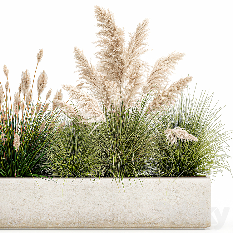Collection of plants in a pot Pampas grass reeds bushes landscape design white flowerbed. Set 1077 3DS Max Model - thumbnail 2