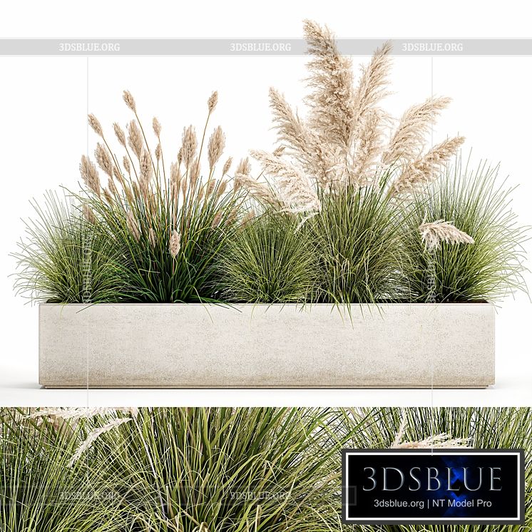 Collection of plants in a pot Pampas grass reeds bushes landscape design white flowerbed. Set 1077 3DS Max - thumbnail 3