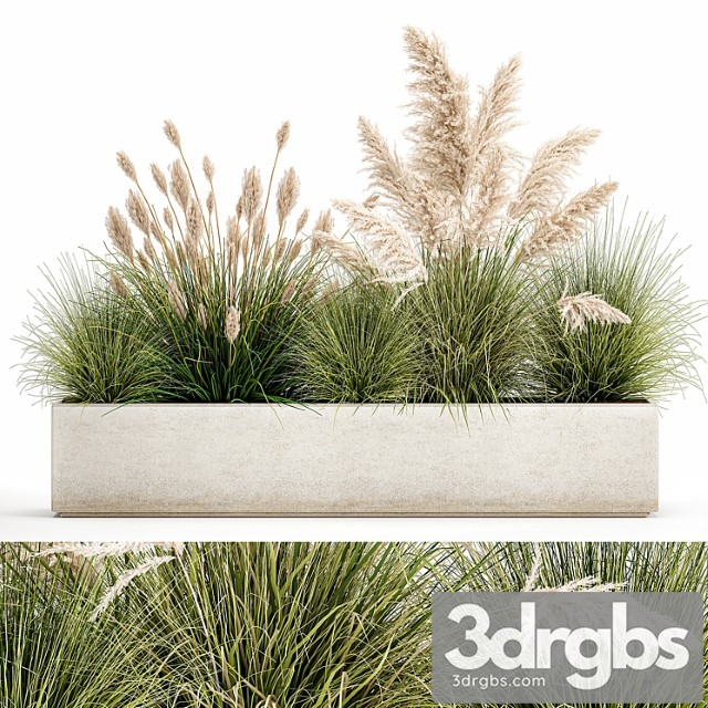 Collection of plants in a pot pampas grass, reeds, bushes, landscape design, white, flowerbed. set 1077 - thumbnail 1