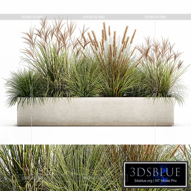 Collection of plants in a pot Pampas grass reeds flowerbed landscaping bushes. Set 1074. 3DS Max - thumbnail 3