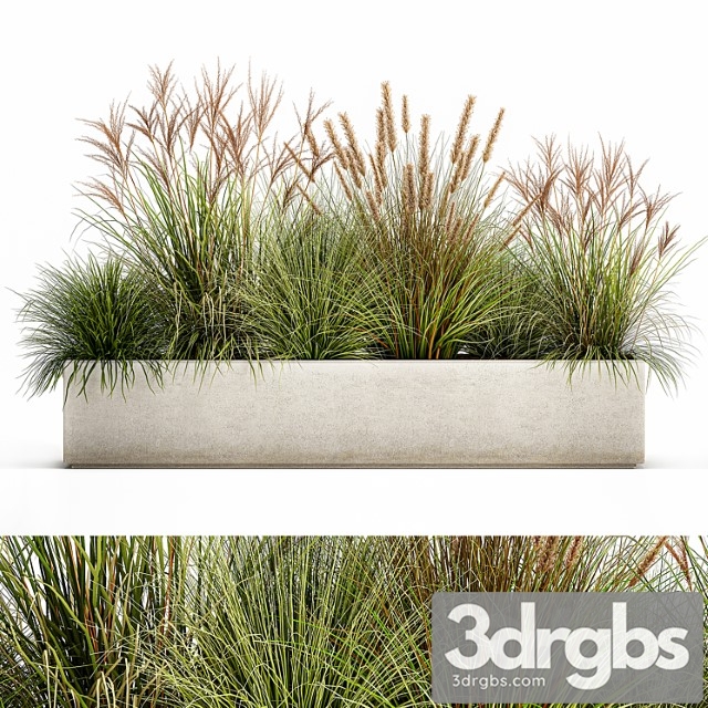 Collection of plants in a pot pampas grass, reeds, flowerbed, landscaping, bushes. set 1074. - thumbnail 1