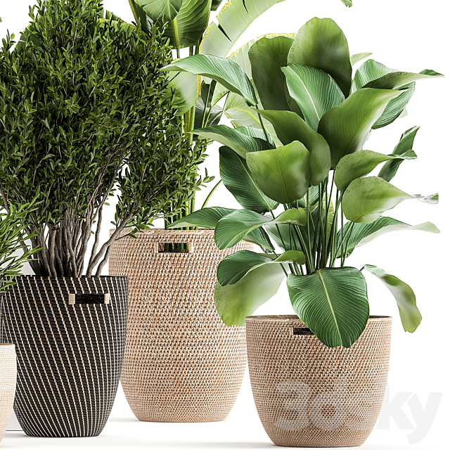 Collection of plants in baskets from Scheffler. Strelitzia. kalatea Lutea. Set 1036. 3DSMax File - thumbnail 4