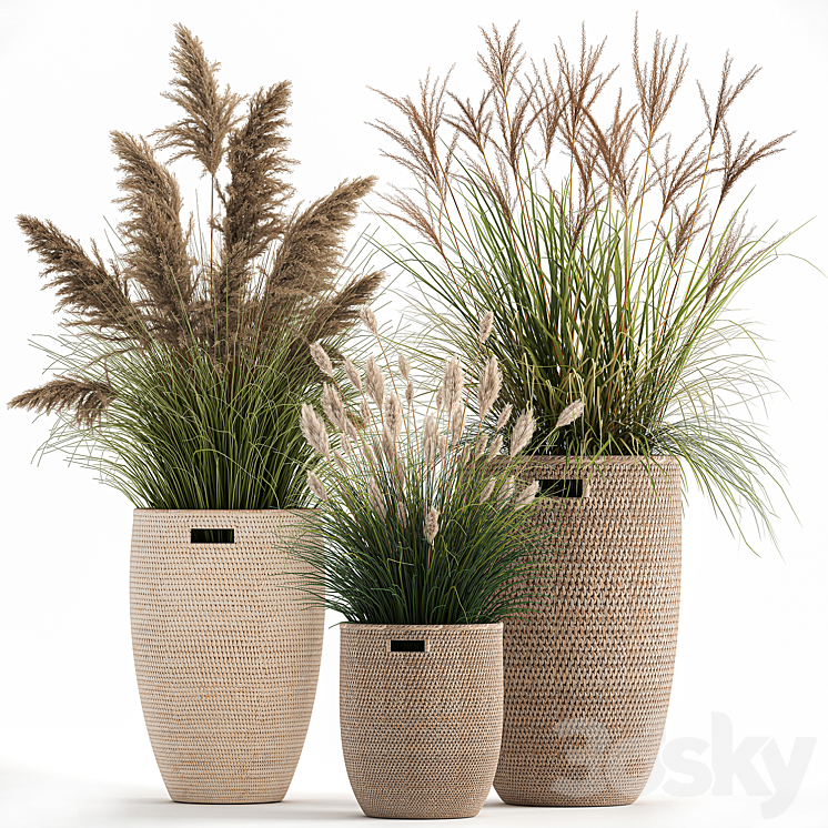 Collection of plants in flower baskets with Pampas grass weinik reeds for landscape design. Set 1025. 3DS Max - thumbnail 1