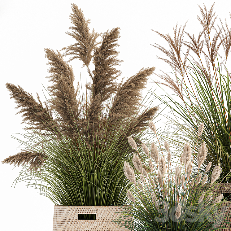 Collection of plants in flower baskets with Pampas grass weinik reeds for landscape design. Set 1025. 3DS Max - thumbnail 2