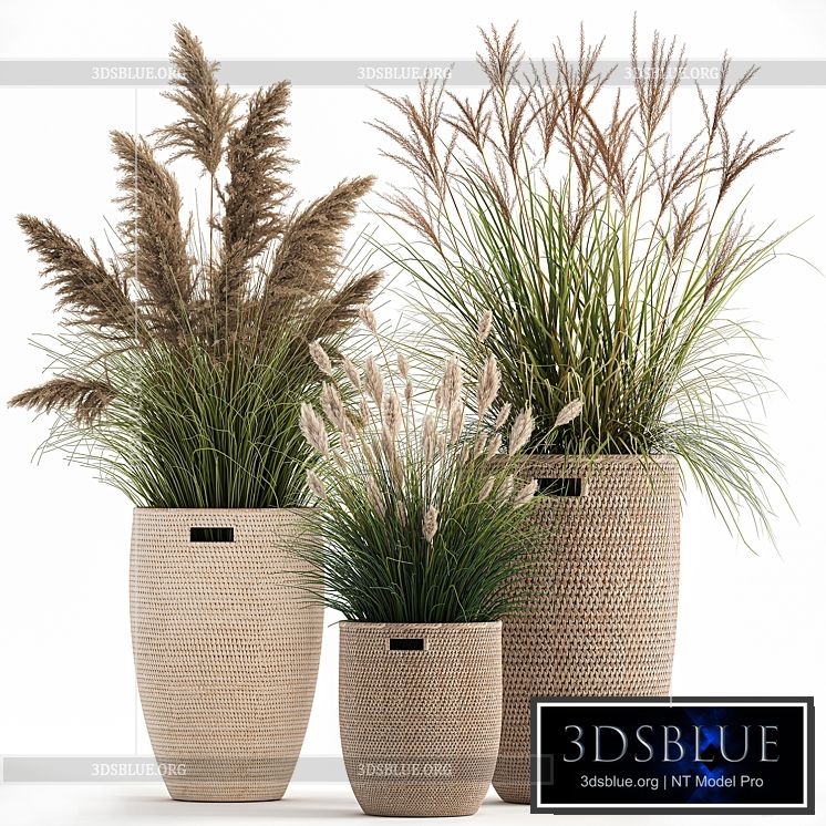 Collection of plants in flower baskets with Pampas grass weinik reeds for landscape design. Set 1025. 3DS Max - thumbnail 3