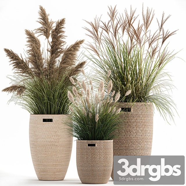 Collection of plants in flower baskets with pampas grass, weinik, reeds for landscape design. set 1025. - thumbnail 1