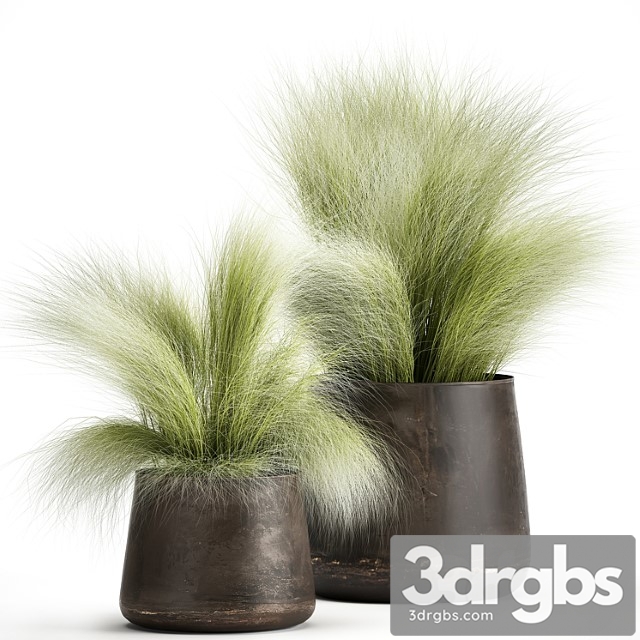 Collection of plants of fluffy bushes in outdoor pots grass grass, hummock. set 908. - thumbnail 1