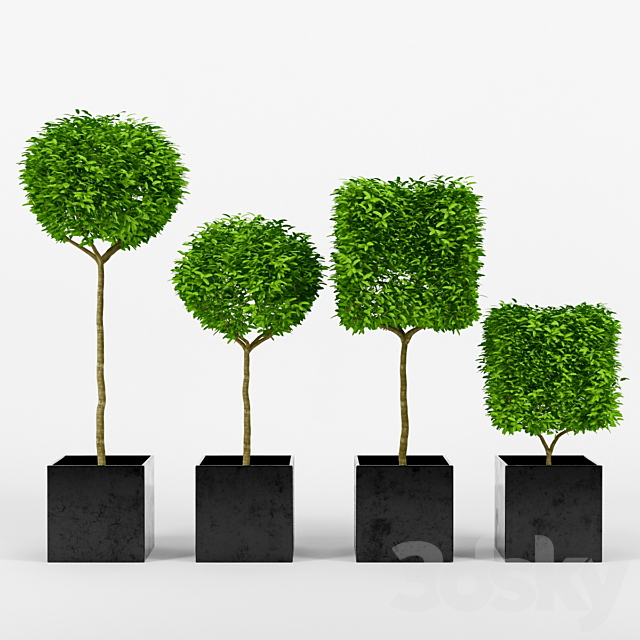 collection of plants_2 3DSMax File - thumbnail 1