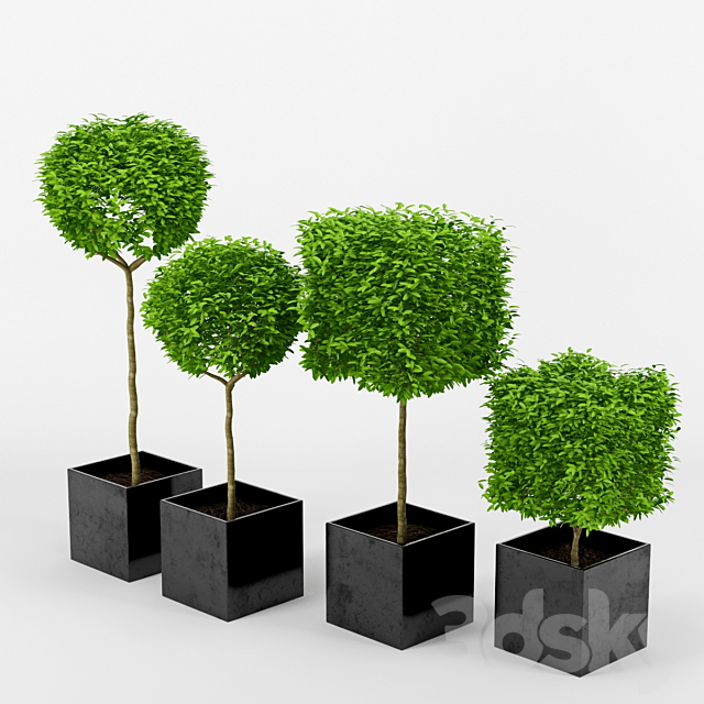 collection of plants_2 3DSMax File - thumbnail 2