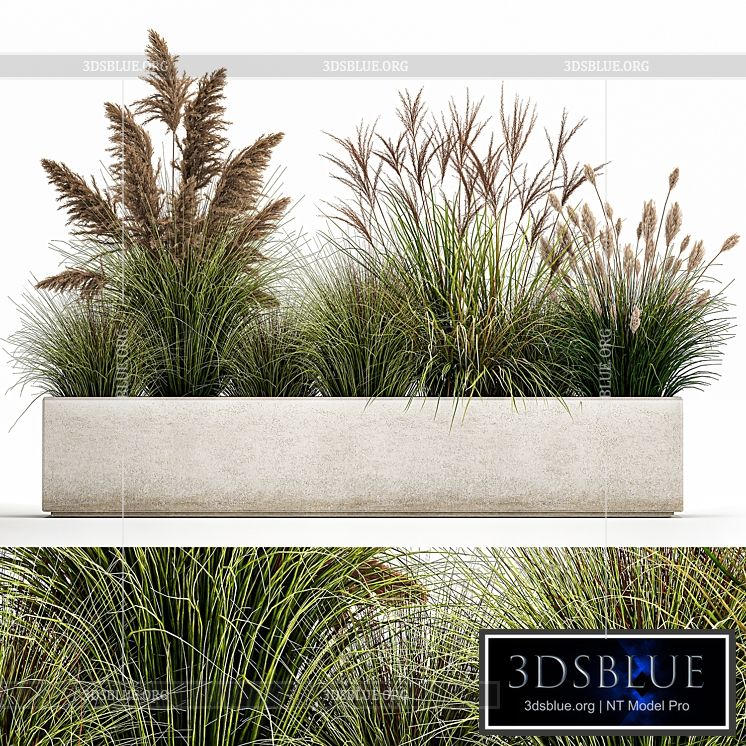 Collection of potted plants with Pampas grass reeds flower bed bushes landscaping. Set 1078 3DS Max - thumbnail 3