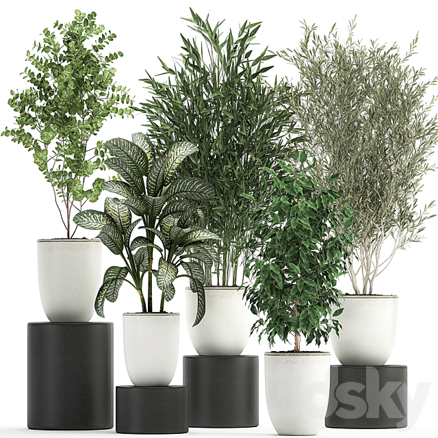 Collection of small plants and trees in white pots with Bamboo Olive Ficus Benjamin Dieffenbachia. Set 819. 3ds Max - thumbnail 1