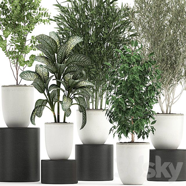 Collection of small plants and trees in white pots with Bamboo Olive Ficus Benjamin Dieffenbachia. Set 819. 3ds Max - thumbnail 2