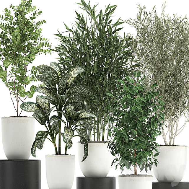 Collection of small plants and trees in white pots with Bamboo Olive Ficus Benjamin Dieffenbachia. Set 819. 3ds Max - thumbnail 3