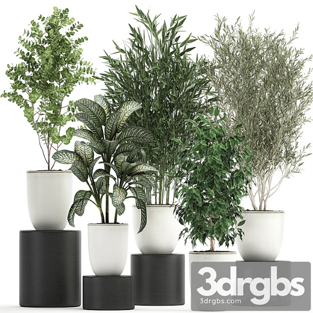 Collection of small plants and trees in white pots with bamboo, olive, ficus benjamin, dieffenbachia. set 819. - thumbnail 1