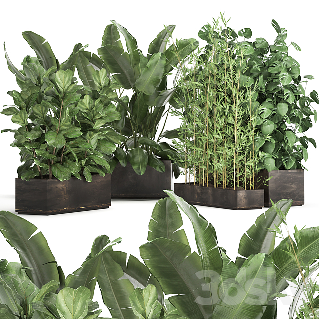 Collection of thickets of plants in metal pots with Strelitzia flowerbed bamboo ficus monstera banana. Set 993 3ds Max - thumbnail 1