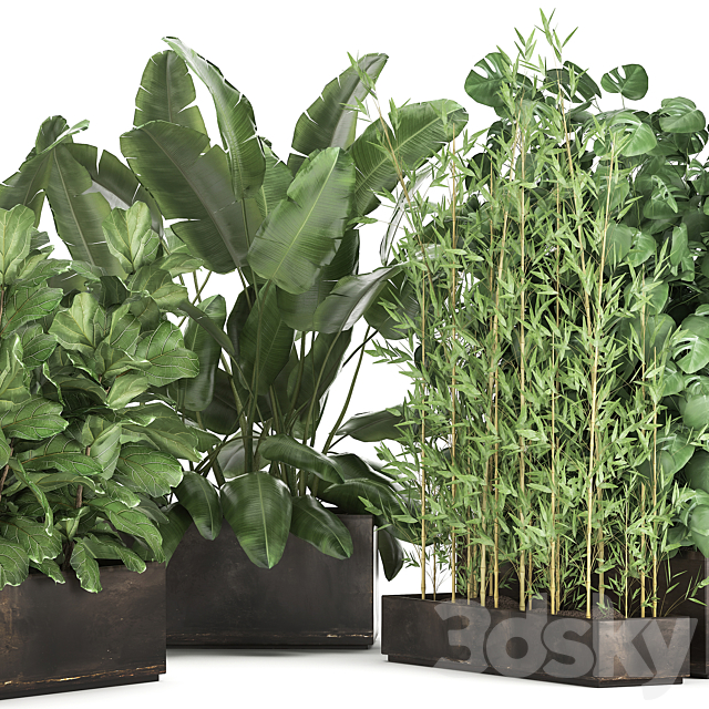 Collection of thickets of plants in metal pots with Strelitzia flowerbed bamboo ficus monstera banana. Set 993 3ds Max - thumbnail 3