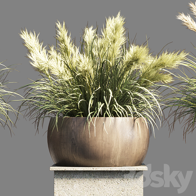 Collection outdoor indoor 70 pot palnt grass the dry pampas stand vase wooden 3DS Max Model - thumbnail 3