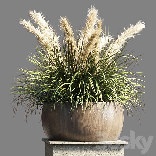 Collection outdoor indoor 70 pot palnt grass the dry pampas stand vase wooden 3DS Max Model - thumbnail 4