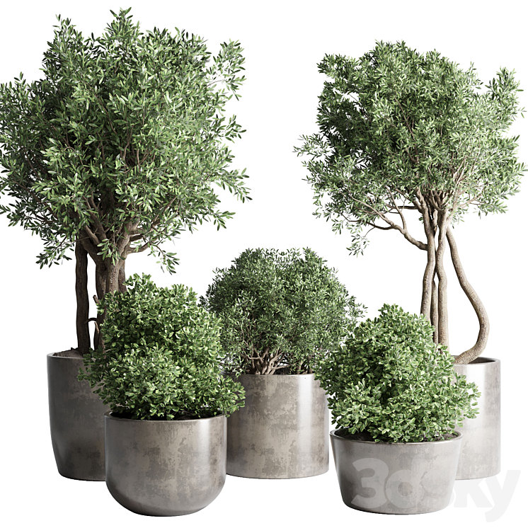 Collection Outdoor Indoor plant 53 concrete dirt vase pot tree bush 3DS Max Model - thumbnail 1
