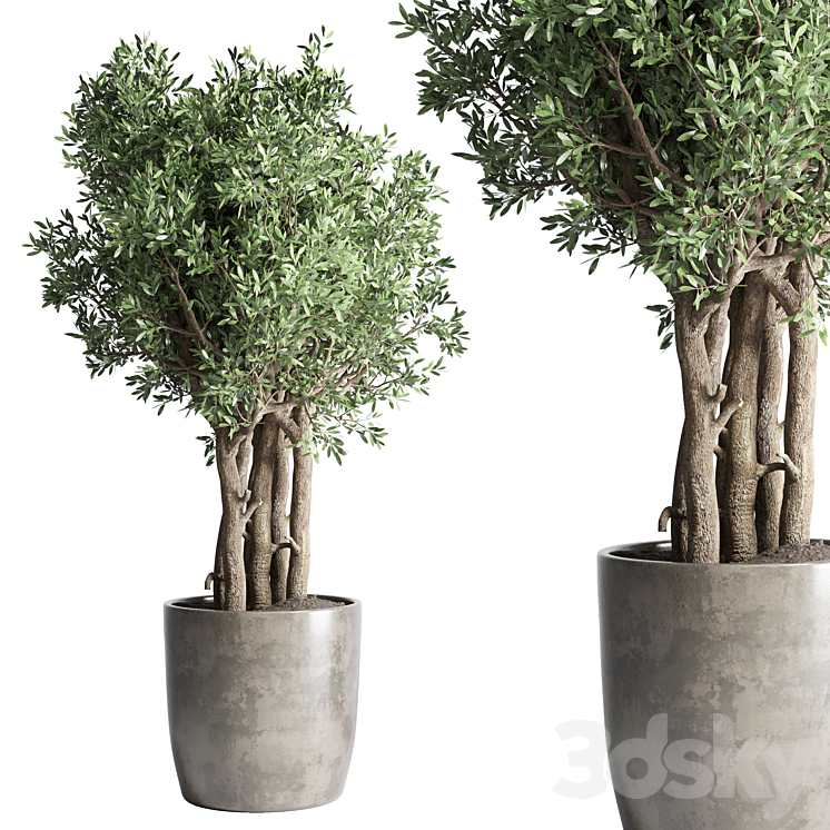 Collection Outdoor Indoor plant 53 concrete dirt vase pot tree bush 3DS Max - thumbnail 2