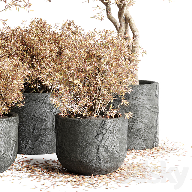 collection Outdoor Indoor plant 64 dirty stone pots dry tree autumn plants corona 3ds Max - thumbnail 2