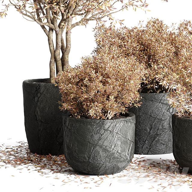 collection Outdoor Indoor plant 64 dirty stone pots dry tree autumn plants corona 3ds Max - thumbnail 3