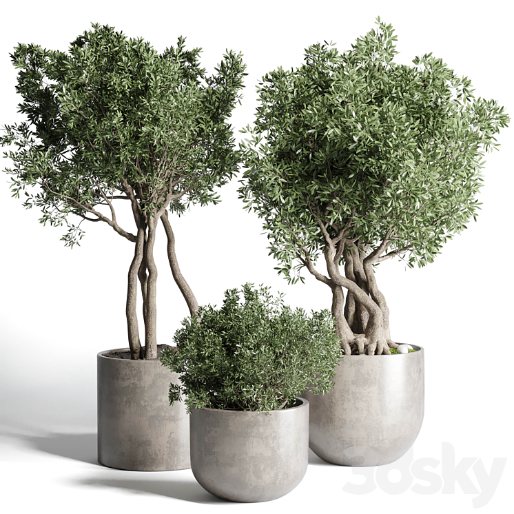 Collection Outdoor Indoor plant 77 concrete dirt vase pot tree bush 3DS Max - thumbnail 1