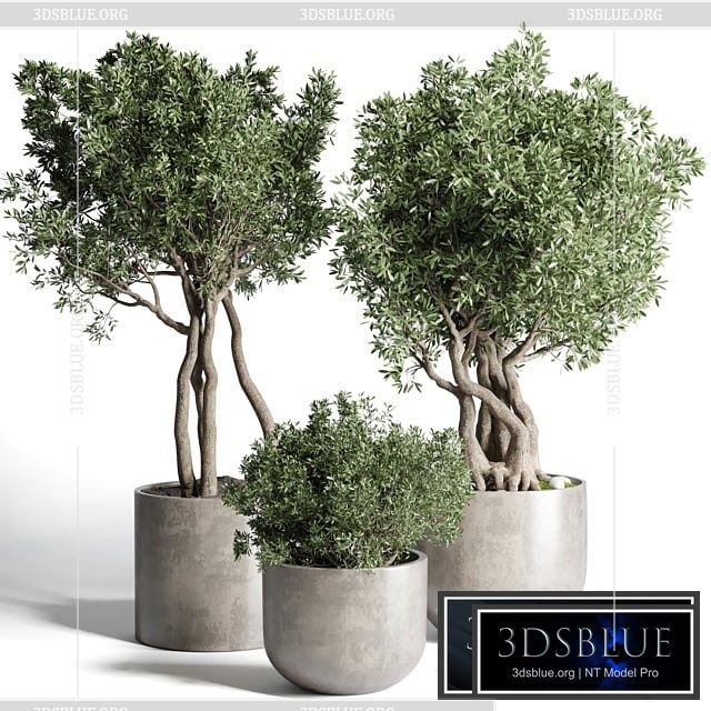 Collection Outdoor Indoor plant 77 concrete dirt vase pot tree bush 3DS Max - thumbnail 3