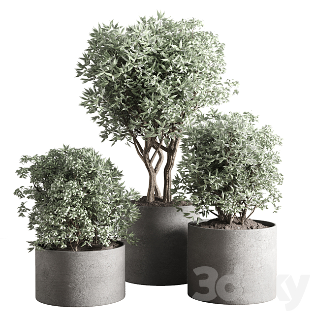 collection outdoor plant 24 concrete vase 3ds Max - thumbnail 1