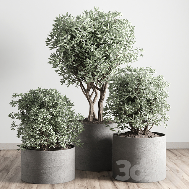 collection outdoor plant 24 concrete vase 3ds Max - thumbnail 2