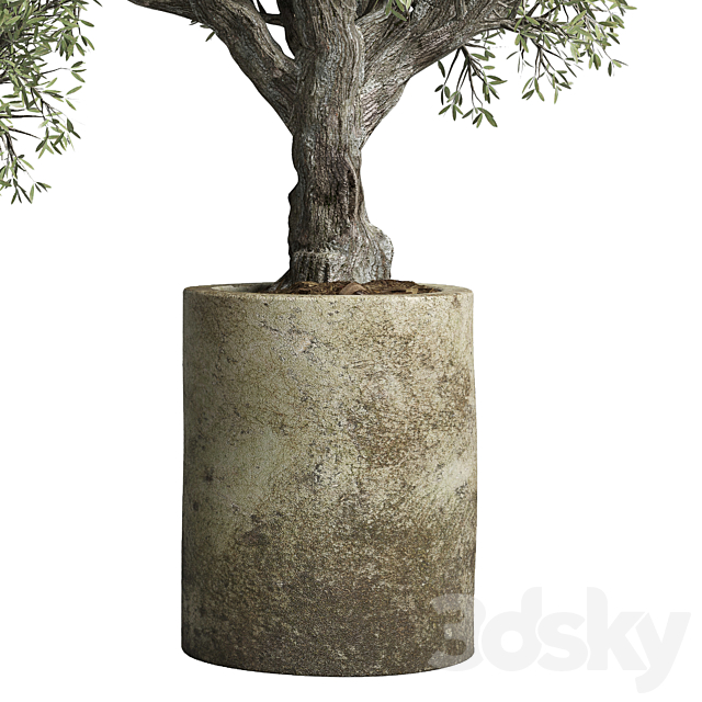 Collection outdoor plant 38 pot old olive tree concrete old vase 3DS Max Model - thumbnail 2