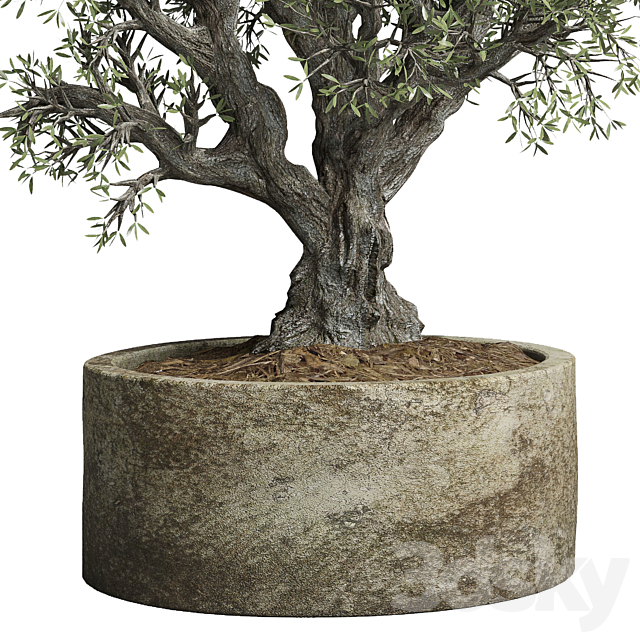 Collection outdoor plant 38 pot old olive tree concrete old vase 3DS Max Model - thumbnail 3