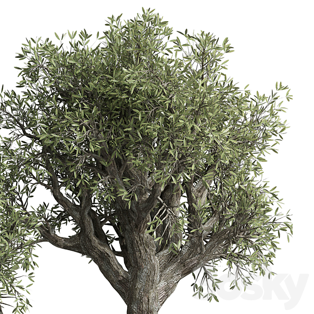 Collection outdoor plant 38 pot old olive tree concrete old vase 3DS Max Model - thumbnail 4