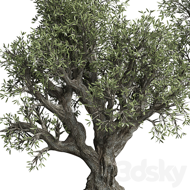 Collection outdoor plant 38 pot old olive tree concrete old vase 3DS Max Model - thumbnail 5