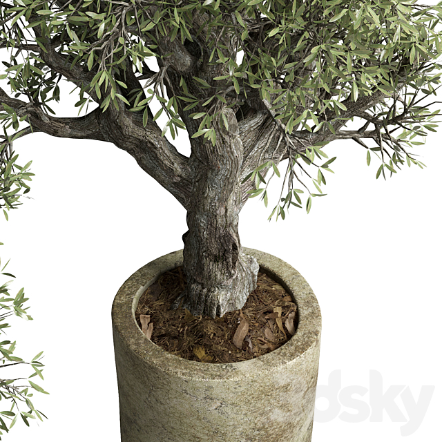 Collection outdoor plant 38 pot old olive tree concrete old vase 3DS Max Model - thumbnail 6