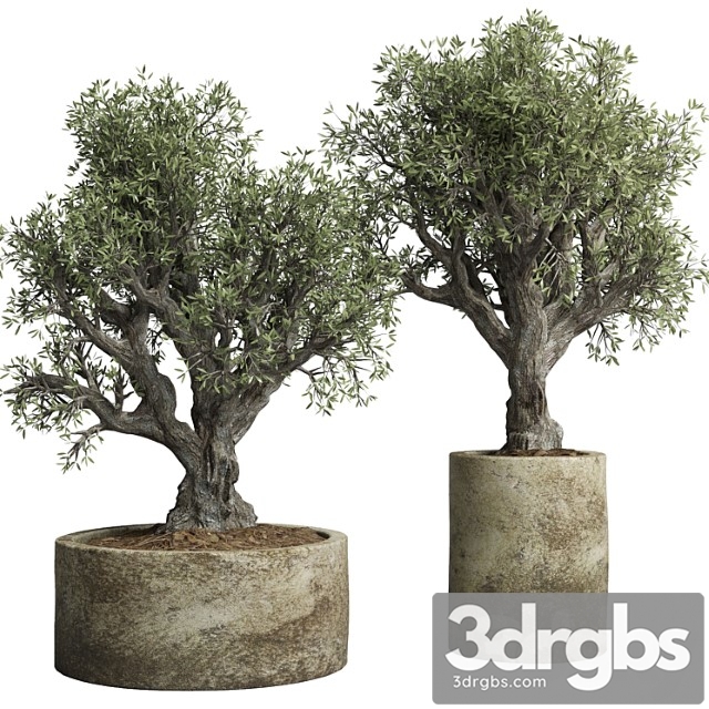 Collection outdoor plant 38 pot old olive tree concrete old vase - thumbnail 1