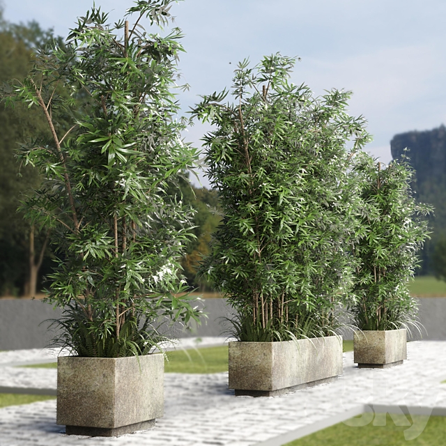 Collection Outdoor plant 49 concrete dirt old vase bax pot tree fern bamboo 3DSMax File - thumbnail 3