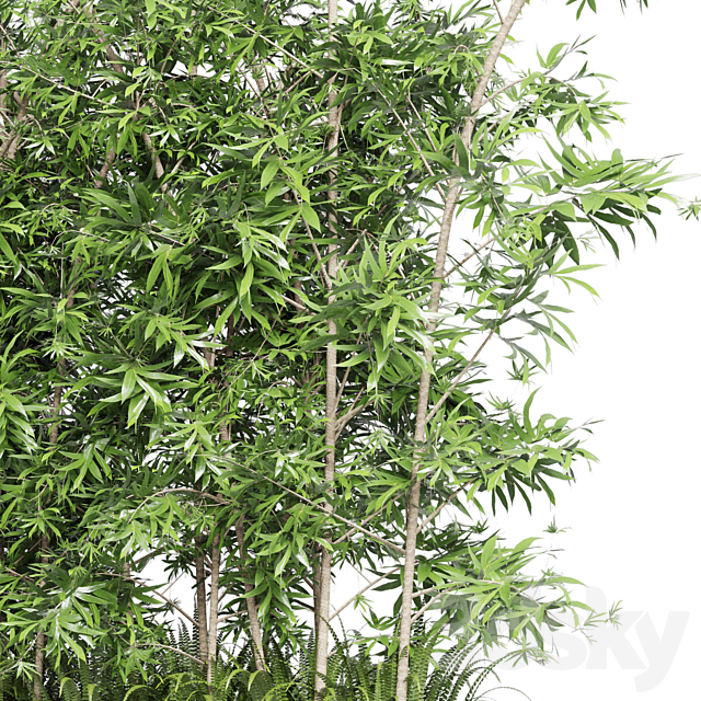 Collection Outdoor plant 49 concrete dirt old vase bax pot tree fern bamboo 3DSMax File - thumbnail 4