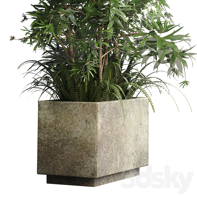 Collection Outdoor plant 49 concrete dirt old vase bax pot tree fern bamboo 3DSMax File - thumbnail 5