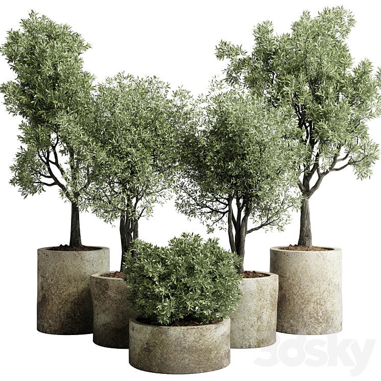 Collection outdoor plant 65 pot old olive tree concrete old vase corona 3DS Max - thumbnail 1